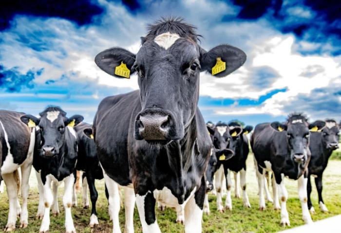 Teagasc National Farm Survey 2022 - Dairy Enterprise
