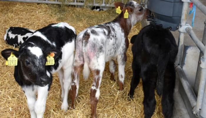 Check list to prepare for purchasing calves