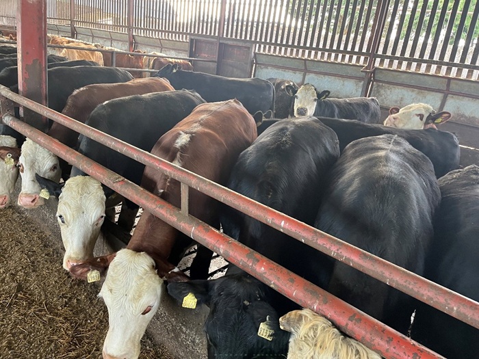 Dairy beef finishing animals in a shed on John Dunnes farm