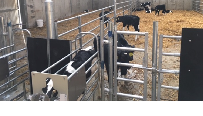 Getting the most out of automatic calf feeding this Spring