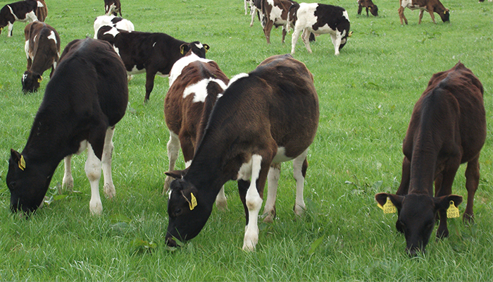 Growth Watch: Time to consider meal supplementation to calves