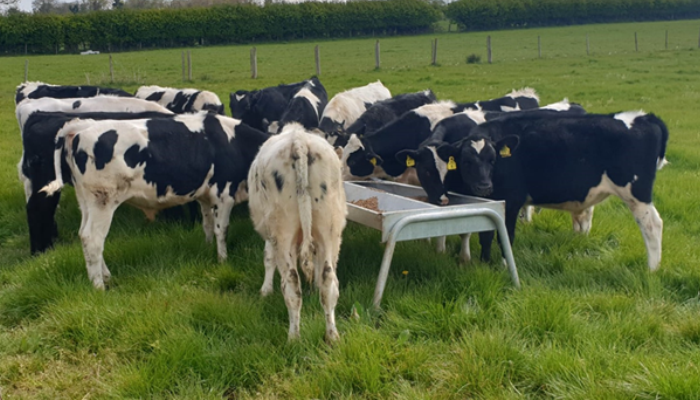 Growth Watch: Mid-September grazing targets