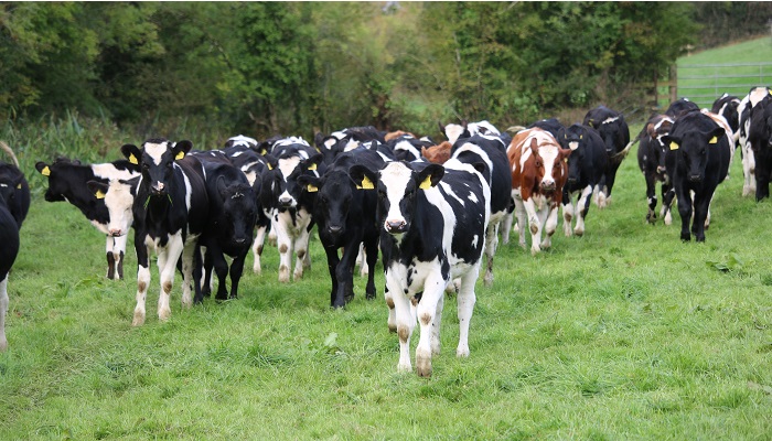 Contract Rearing of Replacement Heifers
