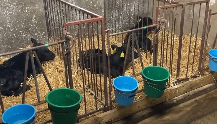 Ramping up dairy genetic gain and beefing up your calf crop