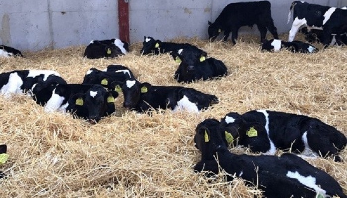 Watch: 'Back to basics' on calf care