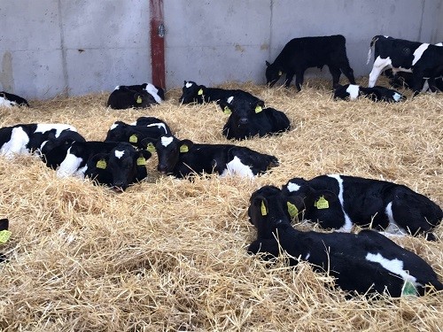 A refresher on colostrum management