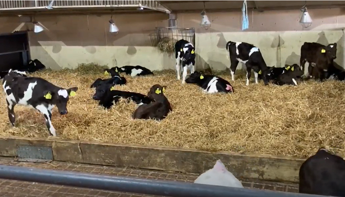 10 tips for trouble-free calving