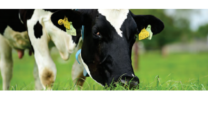 Human health advantages of pasture-derived milk fat products