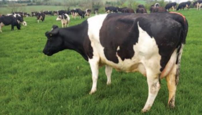 Teagasc Dairy breeding policy for 2021 breeding season