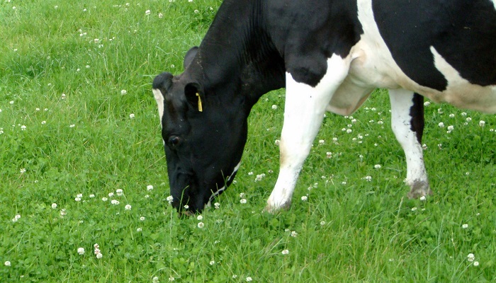 Challenges and Indicators for Resilient and Sustainable Farming systems