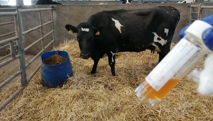 Teagasc PhD Walsh Scholarship Opportunity on Mastitis