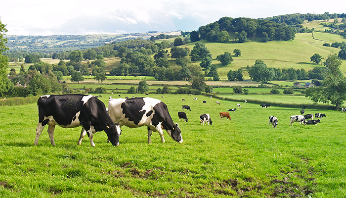 Maximising the return from grass in autumn 2023