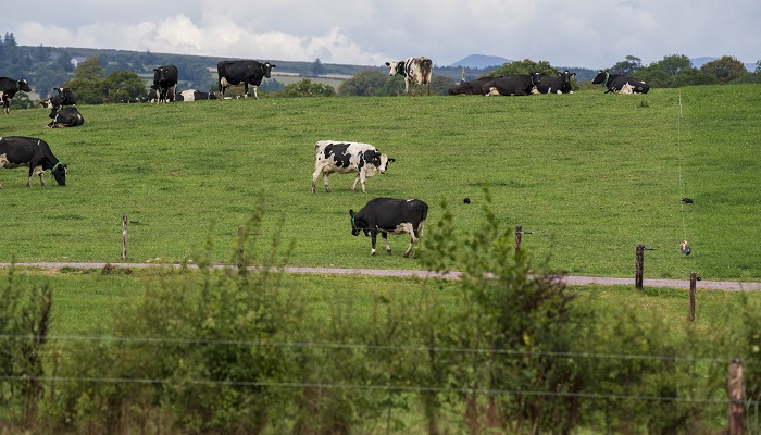 Grazing advice: Setting up the farm for profitable milk production next spring