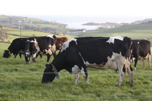 Cows grazing
