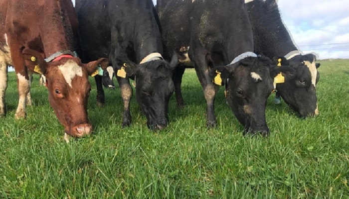 Make grazing by day a priority