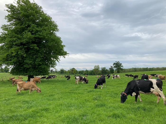 Dairy cows participating in an animal nutrition experiment
