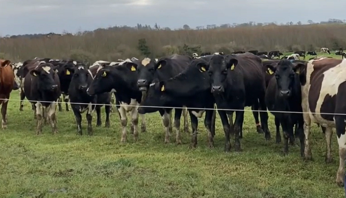 April Grazing Management on dairy farms