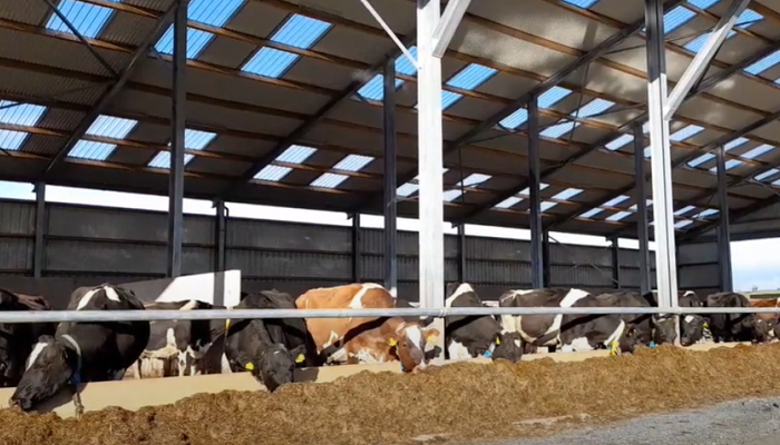 Winter Management of In-Calf Dairy Heifers