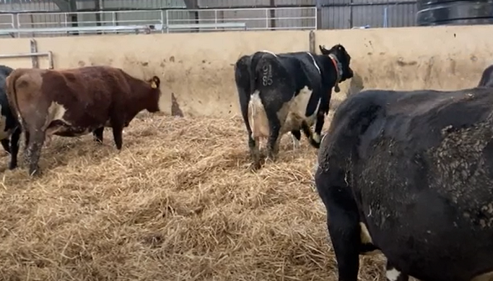 Managing late calving cows to shorten calving interval