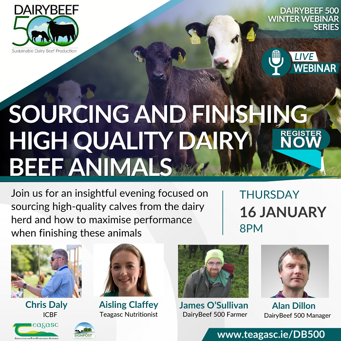 Graphic featuring image of dairy beef animals, DairyBeef 500 logo and headshots of speakers. Details of the event are also included which is available in the text accompanying the article