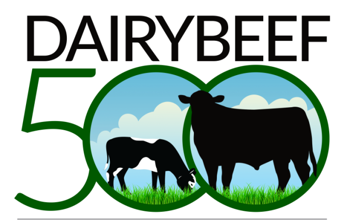 DairyBeef500 walks commence this autumn