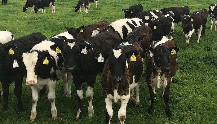 Growing and refining a calf-to-beef system in Co. Mayo