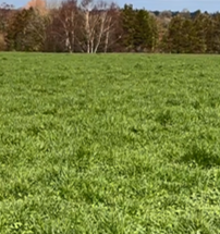 A clover paddock on Walsh's farm with a cover of 800kgs/Dm/ha, not grazed yet.