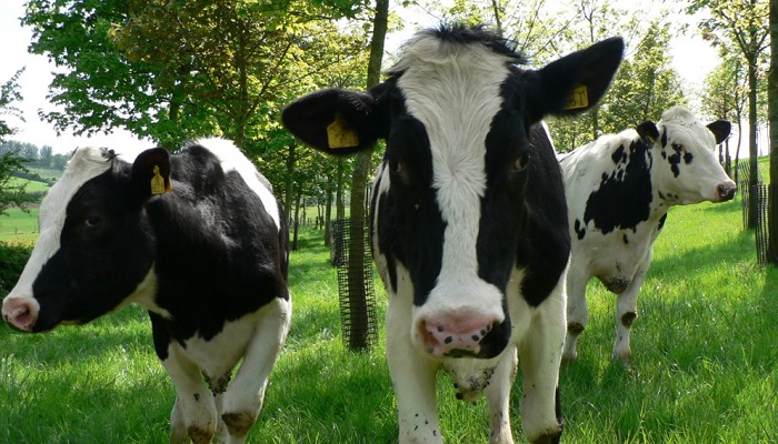 Investigating agroforestry uptake on Irish farms