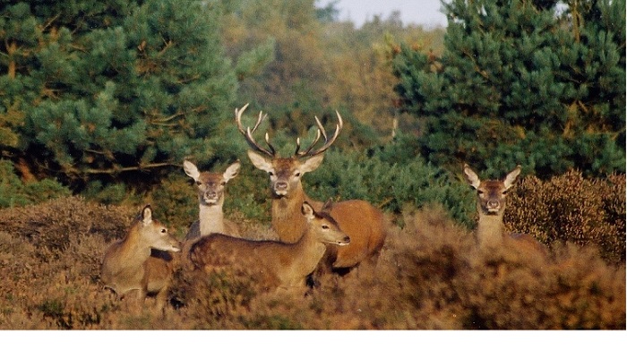 If you go down the woods today...…you shouldn’t see deer every time