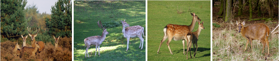 red fallow sika muntjac