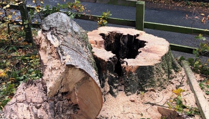 Managing Roadside Trees