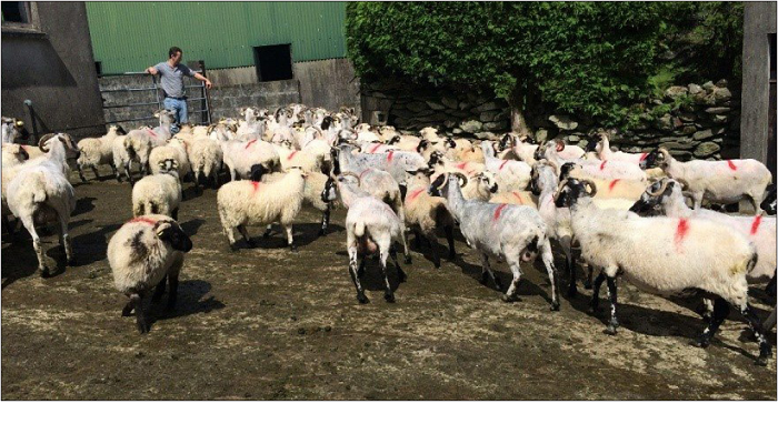 Focus on ewe body condition score sees lamb numbers up in West Cork