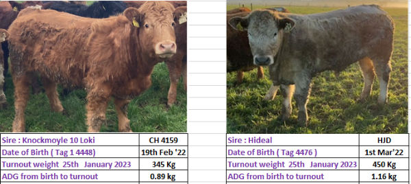 Derrypatrick heifers
