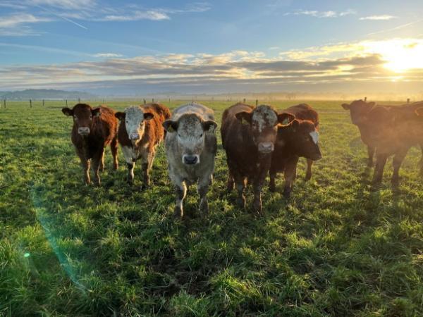 Derrypatrick heifers at grass after only 64 days of a winter housing period
