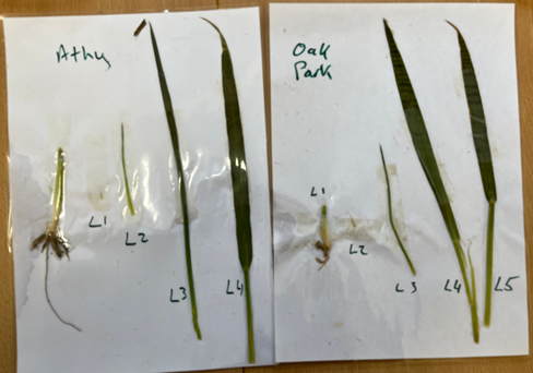 Disected winter wheat plants from Oak Park and Athy showing Leaf 1 2 3 and 4