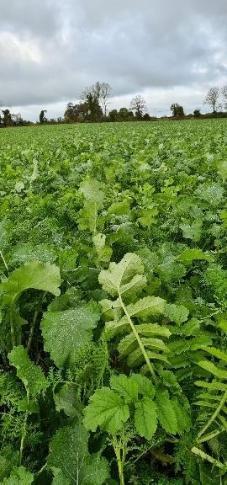 Diverse Cover Crop mix