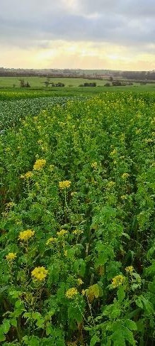 Diverse Cover Crop mix