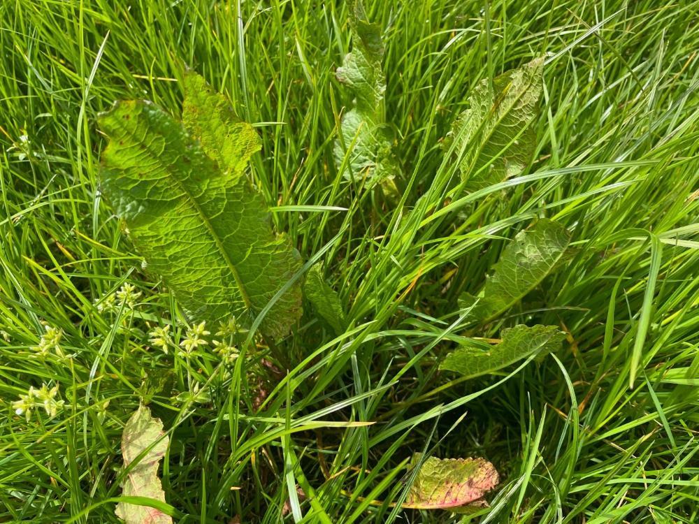 Dock plant