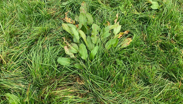 Weed Control in Productive Grassland