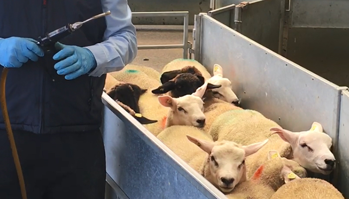 Drench testing for anthelmintic effectiveness