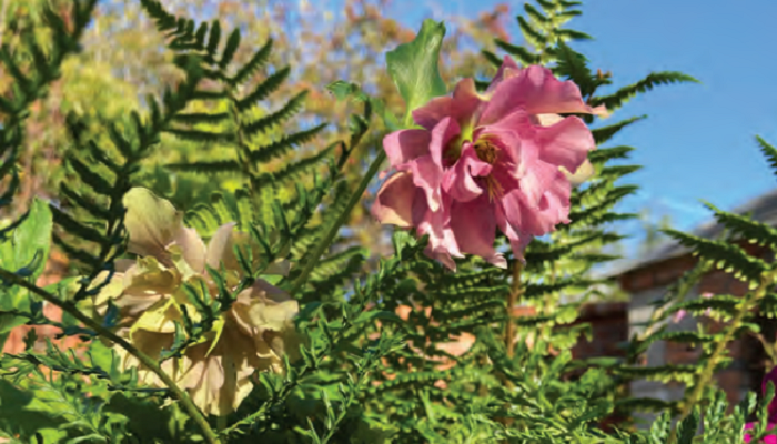 International Day of Plant Health