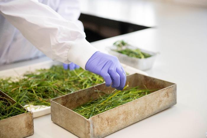 A sample of fresh forage in a tray being prepared for dry matter analysis