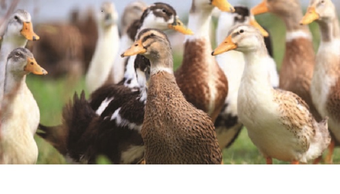 Duck Production
