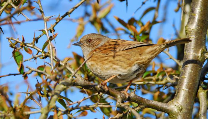Hedge Cutting Season now Closed  