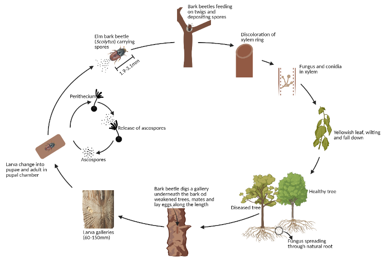 Dutch elm disease cycle, explained in text above