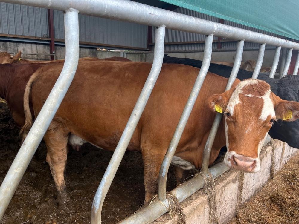 Cull cow