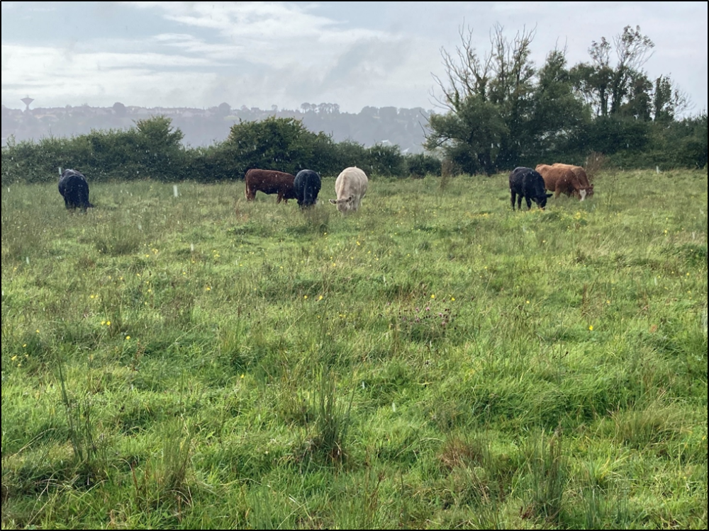 Biodiversity on the McCarthy Future Beef farm