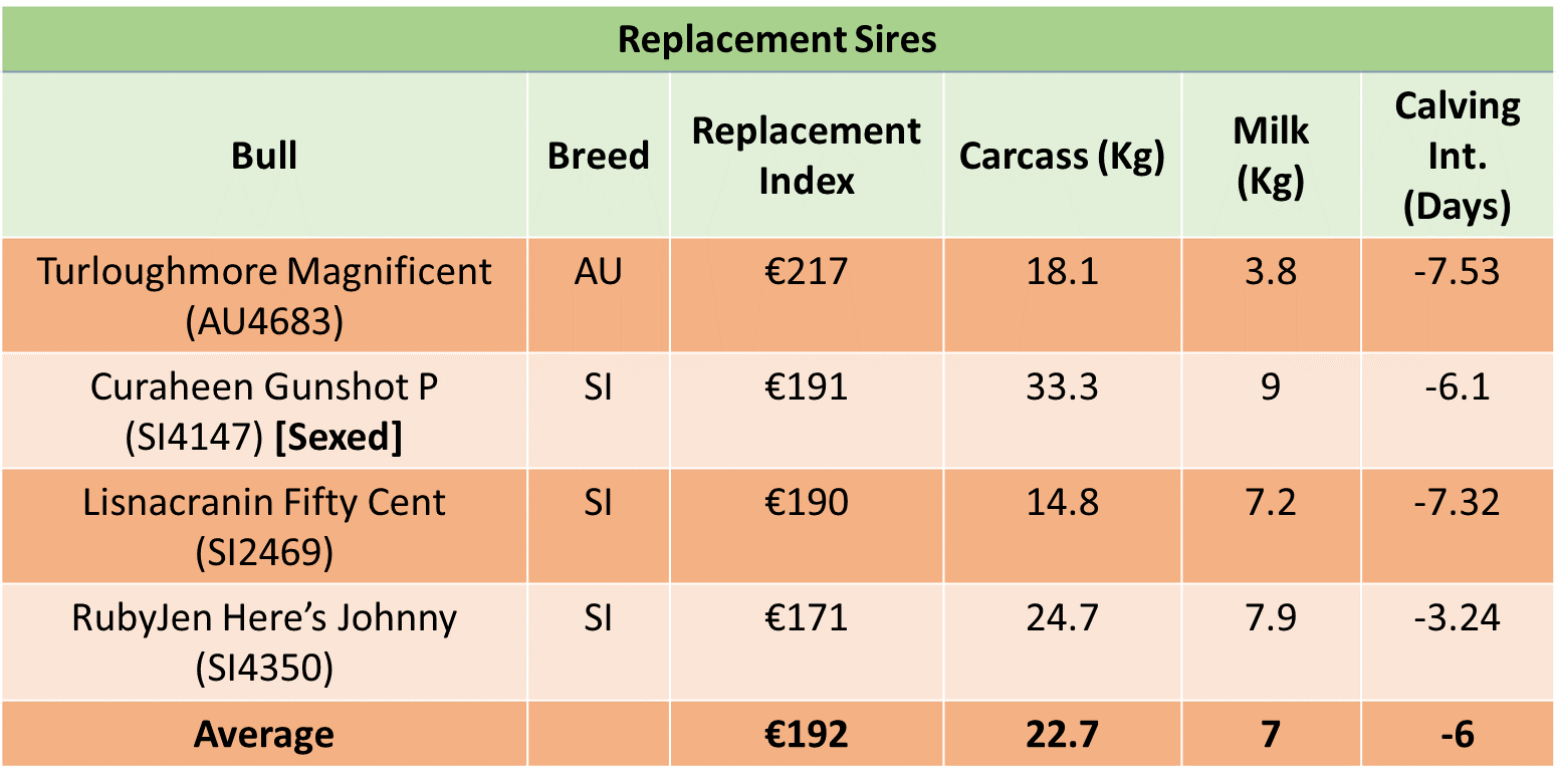 Replacement bulls being used on the farm
