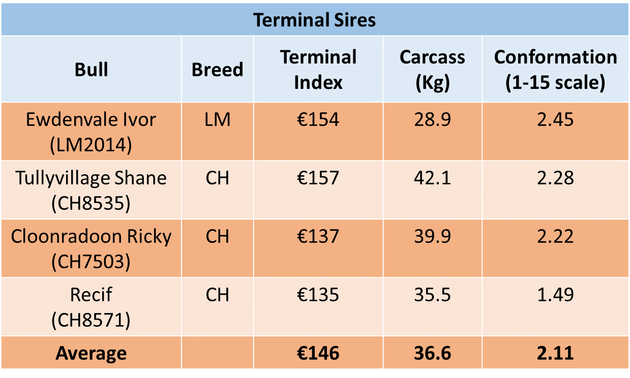 Terminal bulls being used on the farm