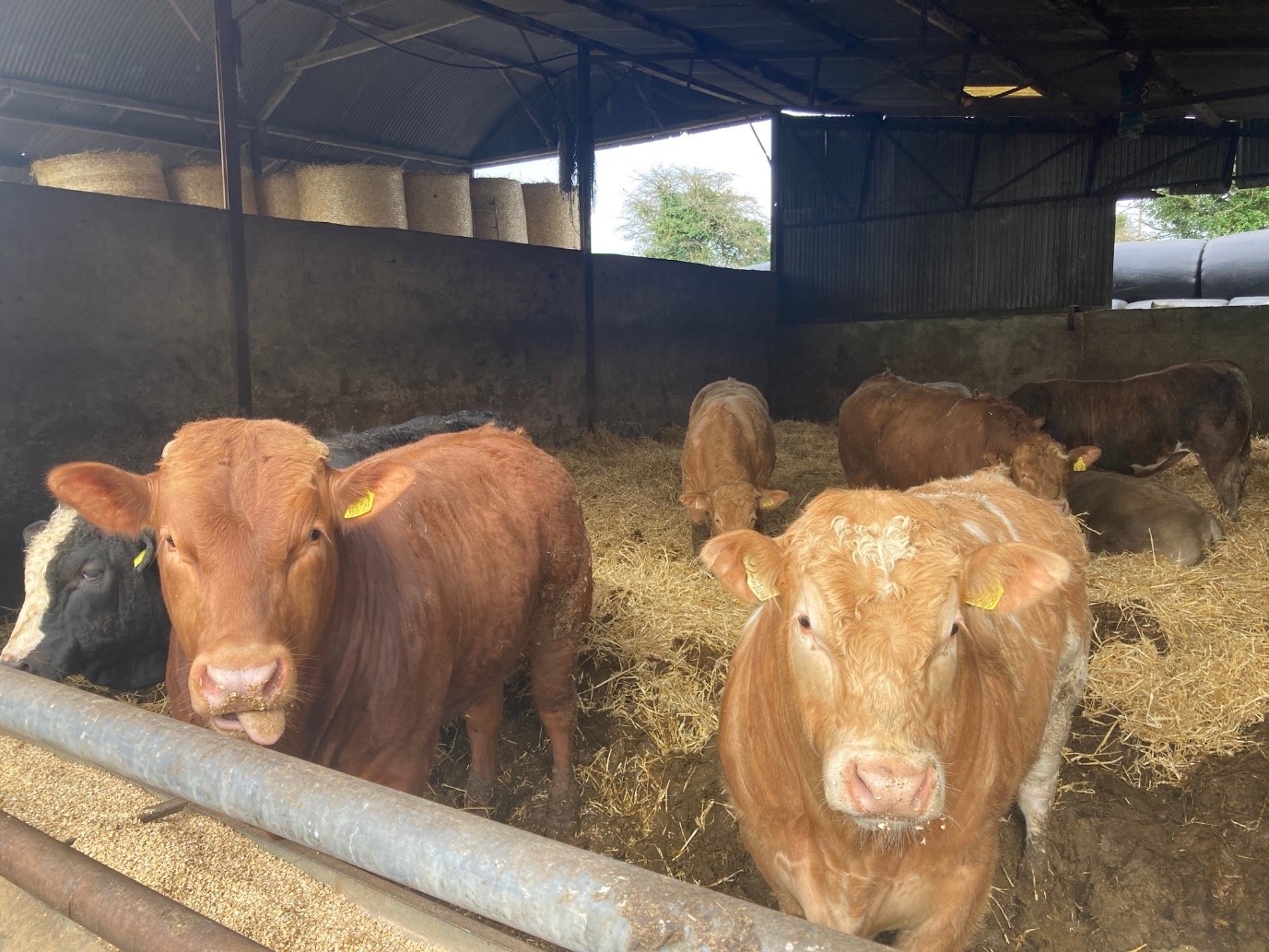 Finishing bulls on the farm